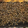 Ατομική Ψηφιακή Μελισσοκομική Ταυτότητα για κάθε ενεργό μελισσοκόμο