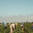 Αλλαγές στην μετάκληση πολιτών τρίτων χωρών για αγροτικές εργασίες