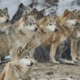 «ΚΑΛΛΙΣΤΩ» Έγκυρη ενημέρωση για τους λύκους και την παρουσία τους σε περιαστικές περιοχές
