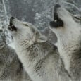 Περιβαλλοντική ισορροπία η επανεμφάνιση λύκου στην Πάρνηθα