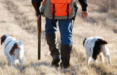Κυνήγι - Κυνηγετικό έτος 2019-2020. Είδη θηραμάτων και ποσότητα ανά κυνηγό