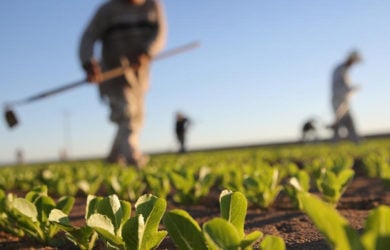 Πως ακριβώς ορίζεται ο κατ' επάγγελμα αγρότης