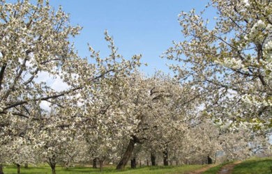 Στην Πέλλα με τις ανθισμένες κερασιές