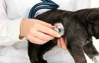 Κτηνιάτρων