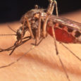 ιός του Δυτικού Νείλου κουνούπια