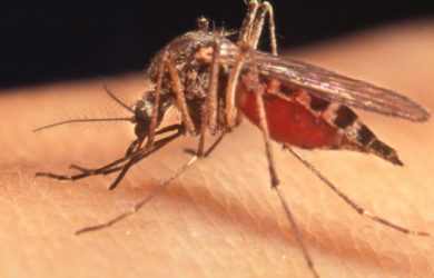 ιός του Δυτικού Νείλου κουνούπια