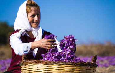 ΟΑΕΔ. Νέο ολοκληρωμένο Πρόγραμμα Κατάρτισης Καλλιέργειας Κρόκου