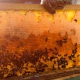 Οικονομική ενίσχυση σε όλους τους Μελισσοκόμους