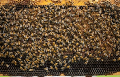 Πρόγραμμα επαγγελματικής κατάρτισης ανέργων στη μελισσοκομία