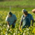 Άδεια διαμονής μεταναστών για απασχόληση σε αγροτικές εργασίες