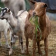 Ηλεκτρονικές αιτήσεις κρατικών ενισχύσεων για αιγοπρόβατα. Ποιοι είναι δικαιούχοι