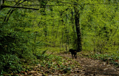 Οριζόντια παράταση υποβολής αντιρρήσεων για τους δασικούς χάρτες