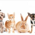 Νόμος 4830/2021 για την προστασία των ζώων συντροφιάς