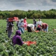 Παράταση στη μετάκληση πολιτών τρίτων χωρών για αγροτικές εργασίες