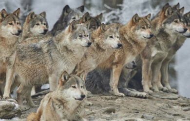«ΚΑΛΛΙΣΤΩ» Έγκυρη ενημέρωση για τους λύκους και την παρουσία τους σε περιαστικές περιοχές