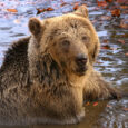 Σε χειμέριο λήθαργο οι αρκούδες του Αρκτούρου