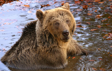 Σε χειμέριο λήθαργο οι αρκούδες του Αρκτούρου