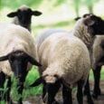 ΟΠΕΚΕΠΕ. Ενίσχυση κτηνοτρόφων για ζωοτροφές