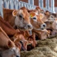 ΟΠΕΚΕΠΕ. Δικαιούχοι ενίσχυσης για αγορά ζωοτροφών και ενστάσεις