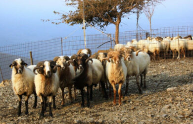 Λήγει η προθεσμία αιτήσεων οικονομικής ενίσχυσης κτηνοτρόφων Αμάλθεια