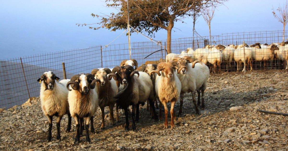 Νόμος 5087/2024. Κτηνοτροφία, αλιεία, υδατοκαλλιέργειες, τρόφιμα