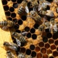 Νέο πρόγραμμα κατάρτισης στη μελισσοκομία σε συνεργασία της ΔΥΠΑ με το ΚΕΘΕΑ Ήπειρος