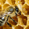 Παγκόσμια Ημέρα Μέλισσας η 20η Μαιου