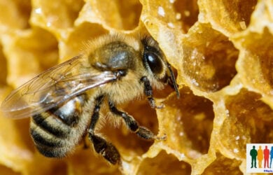 Παγκόσμια Ημέρα Μέλισσας η 20η Μαιου